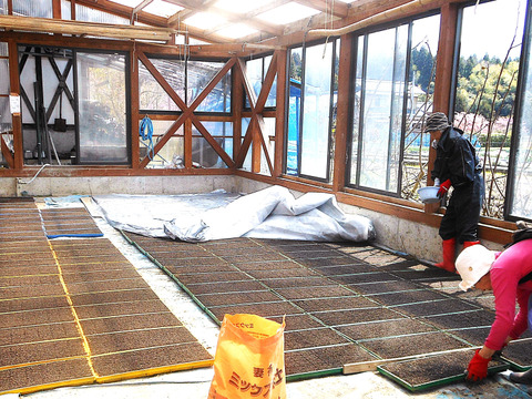 新潟県産【縁結び】と【ひとめぼれ】の合計5袋で4.3㎏でお届け致します