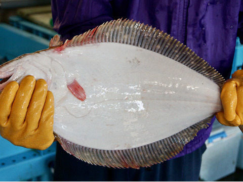 人気のサイズです！ 活け〆ヒラメ
1.5kg位(1.3〜1.7kg位)のサイズ　1尾