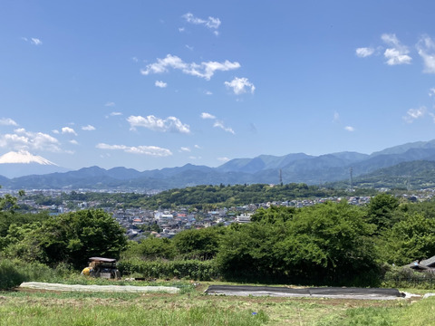 【ジャンボ生落花生】おおまさり　神奈川県秦野産1kg