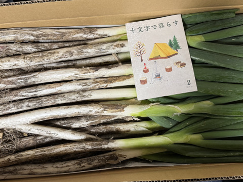 【破格のお値段！業務用向け】極寒を乗り越えた甘みのある新鮮長ネギ（お徳用５kg・約１８〜２４本）
