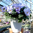 GREEN THUMBS