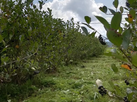 ★2【ｽｰﾊﾟｰﾌｰﾄﾞ】セミドライアロニア（ｱﾝﾄｼｱﾆﾝ豊富♪無添加無着色）33ｇ×2個（やわらかめの乾燥したてを発送）新潟県産　アロニア（ブルーベリー　ポリフェノール  抗酸化）