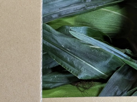 白色とうもろこし　１４本（330〜380g）