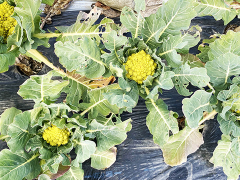 【芸術的野菜！】ロマネスコ（2個）農薬・化学肥料不使用