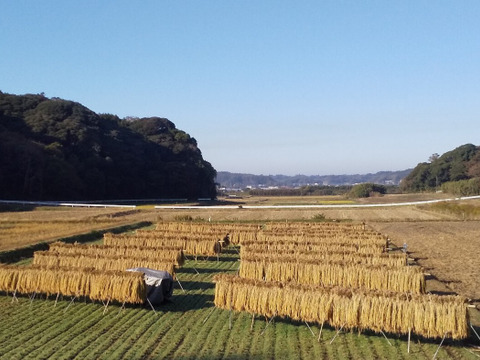 【新米発送中】令和7年米、品種に優る技術なし、玄米、精米も対応（肥料農薬不使用、自家採種、おだ掛け）　晩生種のあじわい、玄米8キロ