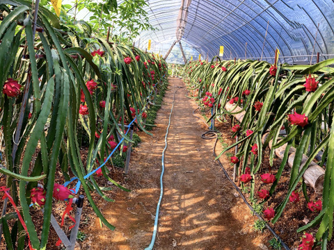 赤果肉【群馬県産】完全完熟ドラゴンフルーツ 2キロ