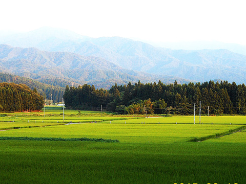 広島県生まれの【恋の予感】と岐阜県生まれの【縁結び】と宮城県生まれの【ひとめぼれ】と新潟と言えば【こしひかり】と【新之助】の合計5袋での6㎏です、各々の品種のお米を新潟県の旧・笹神で栽培してみました