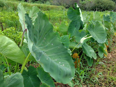 自然栽培　里芋（土垂）2kg