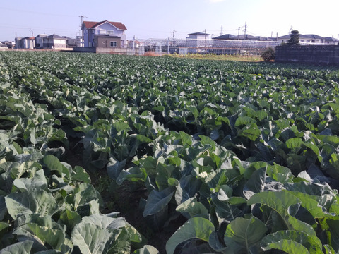 【お試し野菜セット】徳島名産「鳴門金時」が入った野菜セット【５品目】