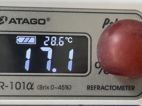 ピ1️⃣💥今季最終タイムセール【Newピオーネ】2kg化粧箱（3～6カット房入）加工用