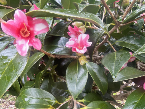 【長さ短め10本】希少性が高いツバキ「さびすけ（錆助）」小ぶりで日本の茶道文化などでも好まれています。