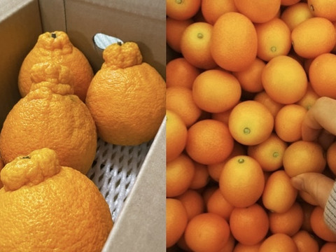 きんかん1kg横綱みかん1.8kg※少々キズあり大小まざり【柑橘食べ比べ】