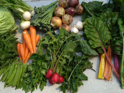 ギュッとお得用セットＭサイズ(約10品)