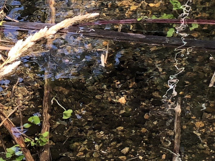 天然自然の湧き水