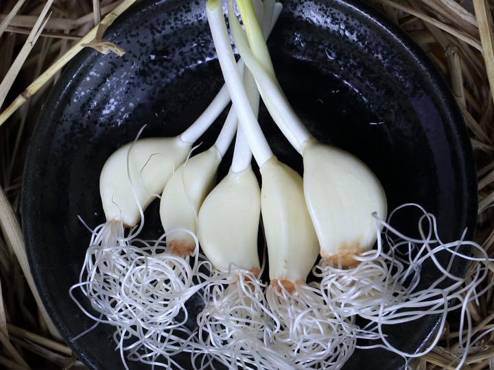 栄養価が高く、安心して食べる事にこだわったにんにくです。