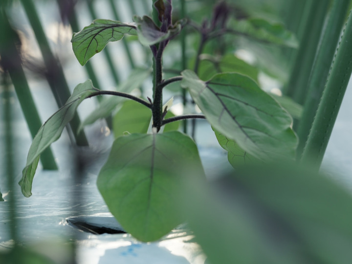 茶栽培の技術をナスへ