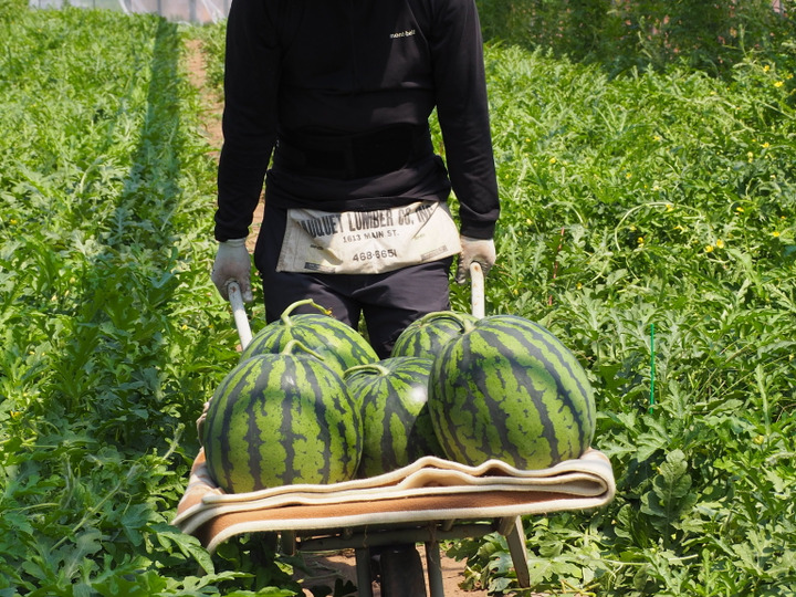 生産者のこだわり