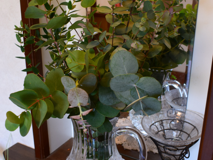 アロマ効果抜群のユーカリ２種類 和歌山県産 食べチョク 農家 漁師の産直ネット通販 旬の食材を生産者直送