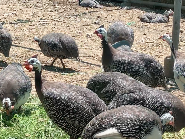 ホロホロ鳥の卵 5個入6パック 計30個：長野県産のその他卵｜食べ