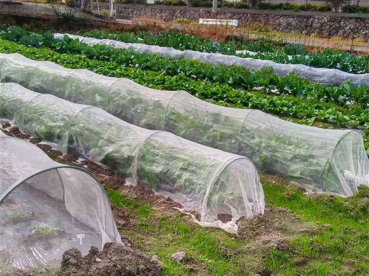 農薬、化学肥料を使わない食べて安心な野菜