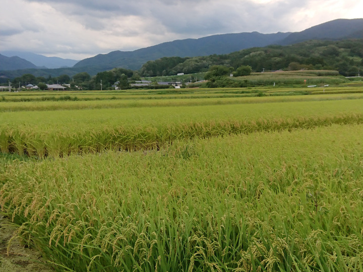 真田のｺｼﾋｶﾘ小松姫プレミアム白米5kg：群馬県産のお米｜食べ