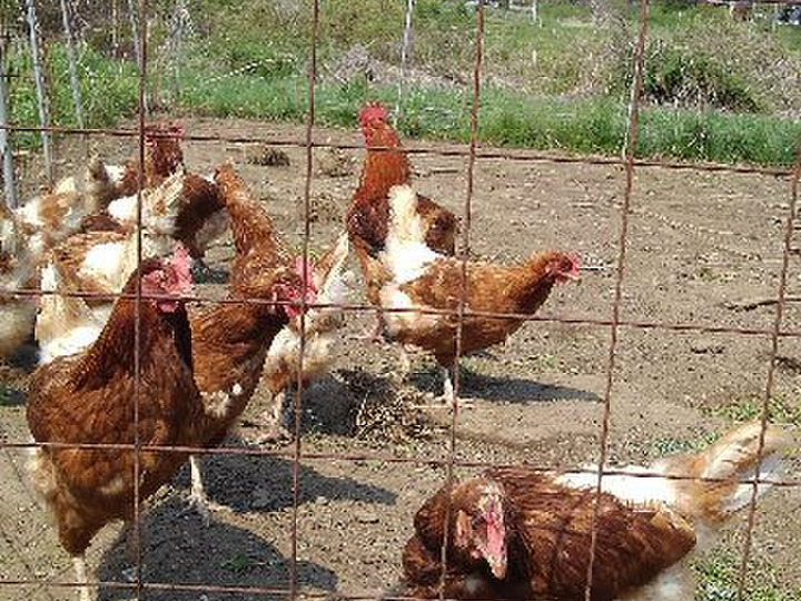 鶏を飼い続けて５２年 国産飼料１００％のたまご 奥久慈たんたんとあろうかなのたまごセット （１０個１０個 計２０個）：茨城県産のその他卵｜食べチョク｜産地直送(産直)お取り寄せ通販  - 農家・漁師から旬の食材を直送