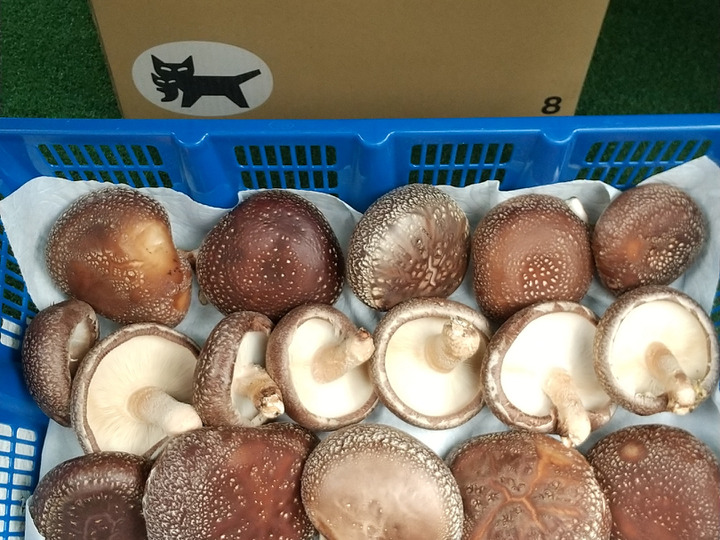 生産者のこだわり