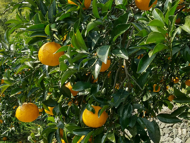 今が旬！甘夏5キロ規格外：広島県産のみかん・柑橘類｜食べ