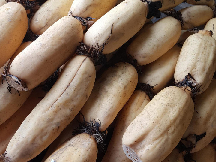 bushdebrunt レンコン 最高品質】鳴門こうのとりレンコン贈答用2本入り☆鉄腕DASH☆よーい