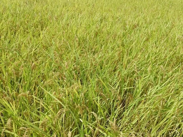 多古米を沢山の人に食べてもらいたい