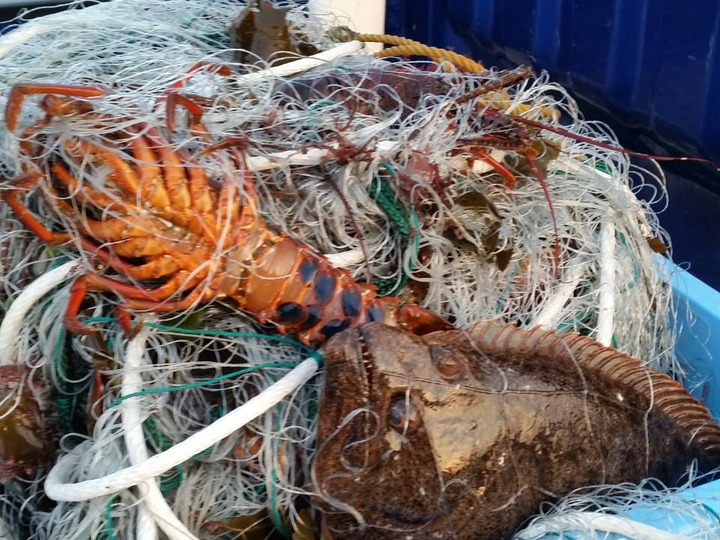 とれたて新鮮魚介類
