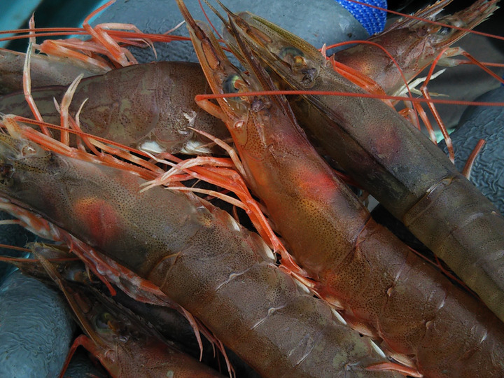 生産者のこだわり