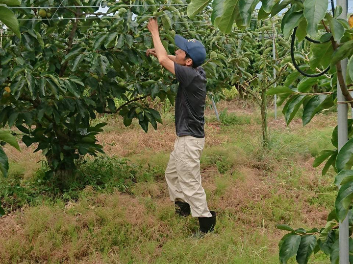柿の食べ比べ 輝太郎柿と太秋柿のセット（2.5㎏ 8～9玉入り） 小傷あり：鳥取県産の柿｜食べチョク｜産地直送(産直)お取り寄せ通販 -  農家・漁師から旬の食材を直送