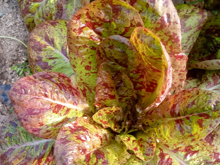 日本野菜の在来種や海外の珍しい野菜（イタリア野菜中心）の種をネット購入し栽培。