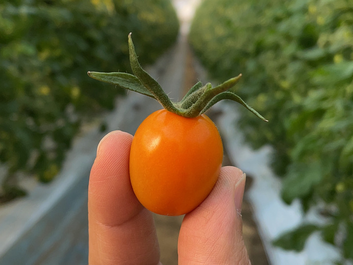 分析で丈夫な樹作り