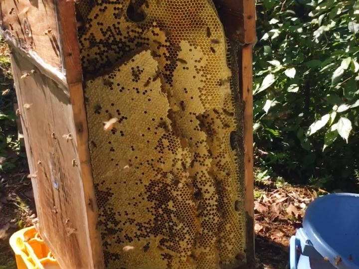 柔らかな質感の 1800g ニホンミツバチ 生ハチミツ 日本蜜蜂 300g×6本