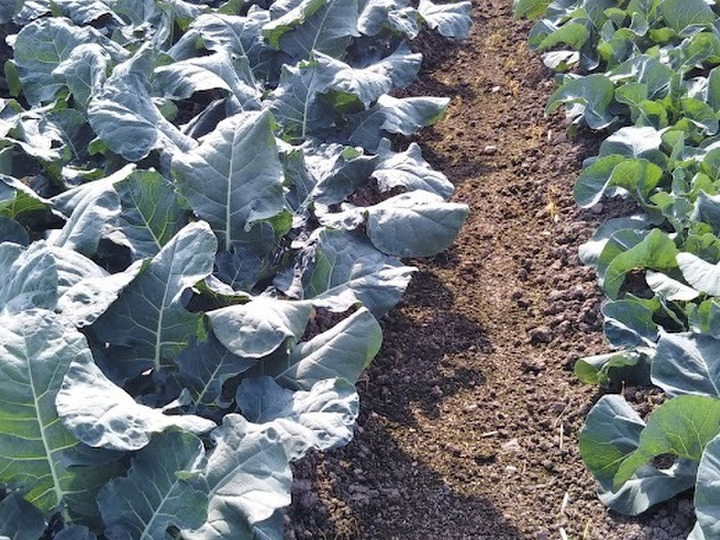 生産者のこだわり