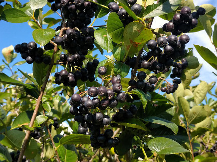 公式北海道伊達市大滝区産 令和3年産 5kg アロニア 冷凍果実