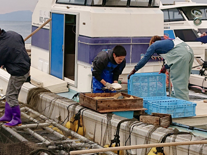 産地直送❗️長崎県産養殖真鯛 一尾1キロ〜1.2キロサイズ 鱗と内臓処理済み。 熨斗付き可：長崎県産の魚｜食べチョク｜産地直送(産直)お取り寄せ通販  - 農家・漁師から旬の食材を直送