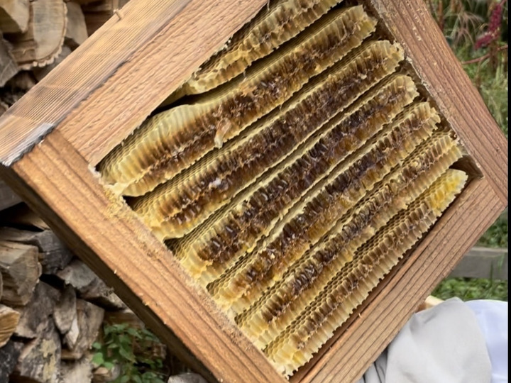 日本蜜蜂の希少な蜂蜜！ たれ蜜で瓶詰めした自然のまま にほんみつばち