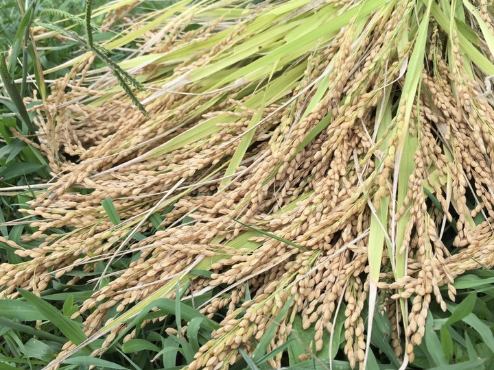 お米の苗作りから始めています。