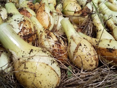 【セール】福袋/福箱ファッション通販 jさん専用】野菜たち+玄米4k 自然農の畑から、不耕起草生 草 趣味・スポーツ・実用