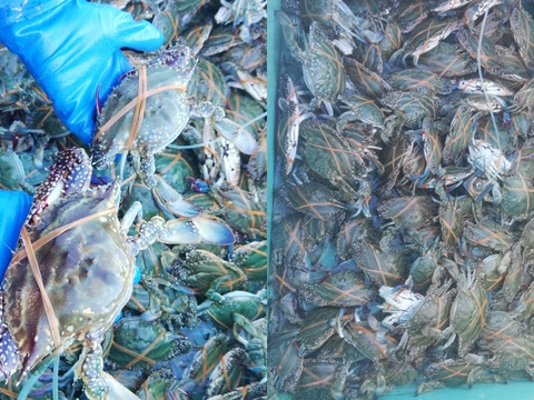 Ｂ級品 ワタリガニ １０kg 渡り蟹 オスメス サイズ混み 宮城県産 冷凍 ガザミ スープ用 冷凍 がざみ 冷凍蟹 冷凍カニ 冷凍カニ ケジャン 梭子蟹 松島牡蠣屋 雄雌