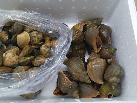 【福袋】北海道根室の豆アサリと青ツブのセット