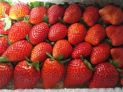 春SALE!!
トクトク🍓いちごの宝石箱
朝摘み完熟❤️酵素栽培のこだわりいちご
【いちご食べ比べ】