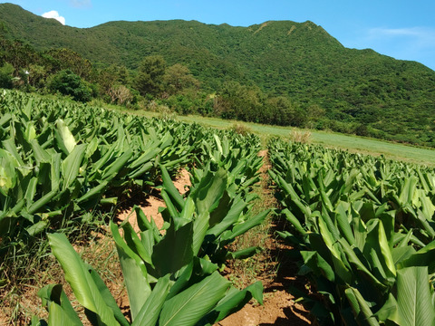 生　秋ウコン500ｇ