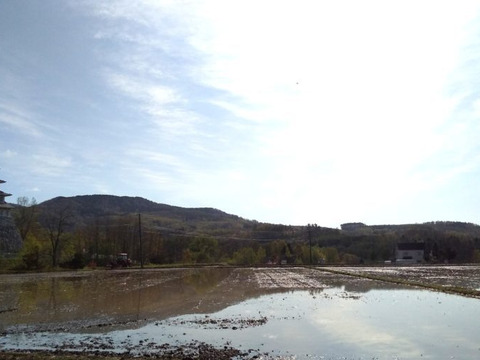 令和６年産　【白米】ツヤツヤもちもち  北海道ゆめぴりか　10kg（5kg×2）