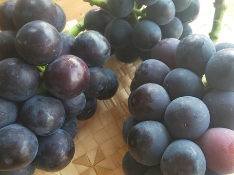 【訳あり】温室栽培ピオーネ　約２kg【期間＆数量限定】岡山県産