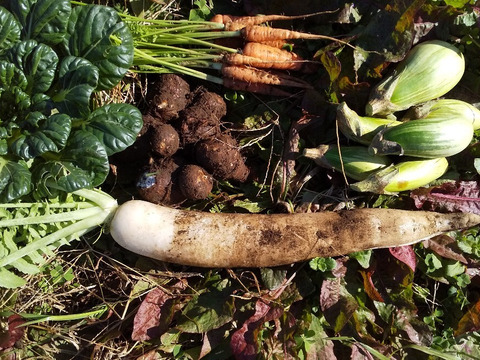 でこたんさん専用　玄米10ｋ+やさい
【地球によりそう野菜たちのセット】自然農の畑から、不耕起草生　草とともに台地の畑で２6年の積み重ね、種とり、農薬肥料不使用）