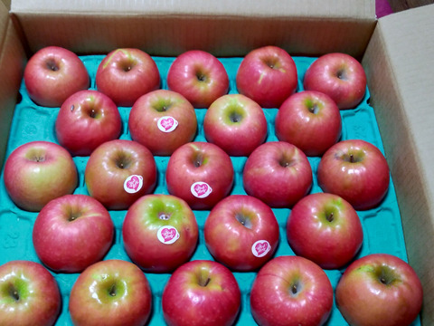 発送中🍎【ヒルナンデスでました！】ピンクレディー®︎ 5キロ訳あり品 加工用 長野県 信州 安曇野 リンゴ 幻 幻のリンゴ 予約 希少 旬 ID36611 ピンクレディー